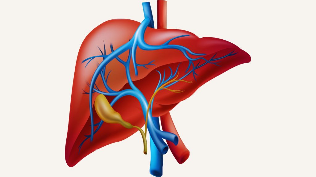Illustration of the human liver showing major vessels and bile ducts, used to explain how the liver processes hormones and supports estrogen detoxification.